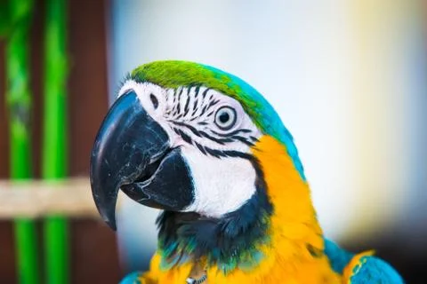 Macaw Photos