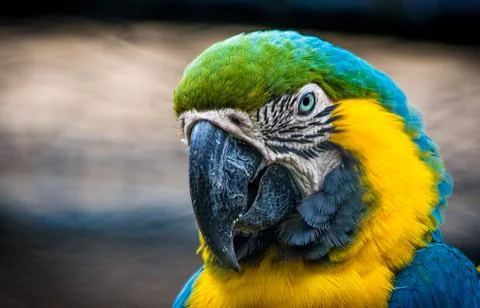 Macaw Stock Photos