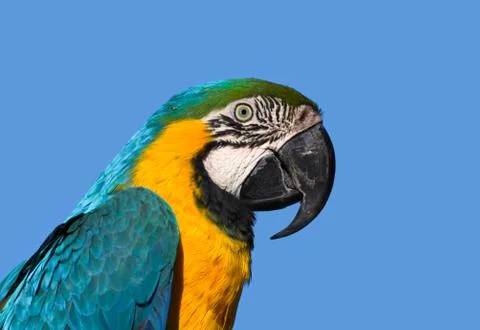 Macaw pofile Stock-Fotos