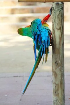 Macaw portrait Stock Photos