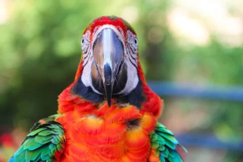 Macaw portrait Stock Photos