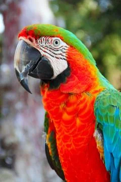 Macaw portrait Stock Photos