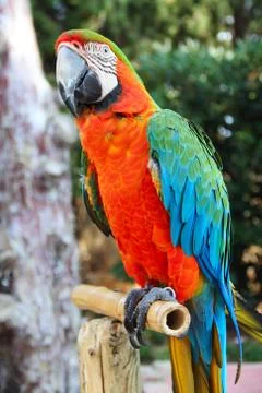 Macaw portrait 库存照片