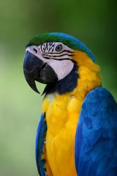 Macaw portrait Stock Photos