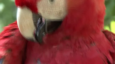 Macaw red bird Close Up Stock Footage 891539