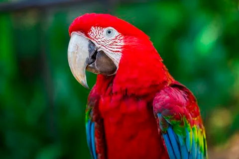 Macaw red parrot sitting on branch Stock Photos