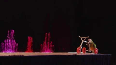 Macaw riding tricycle in the circus 스톡 동영상 72607398