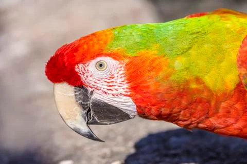 Macaw sitting perched Foto stock