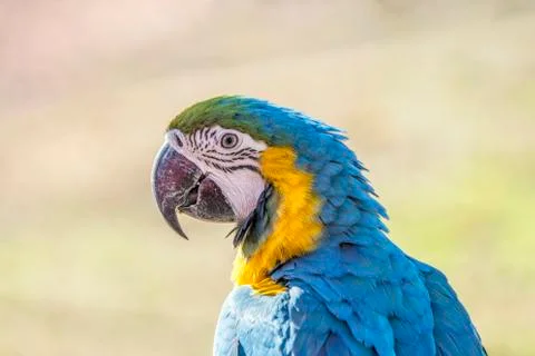 Macaw sitting perched Stock Photos