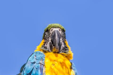 Macaw sitting perched Stock Photos