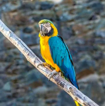 Macaw sitting perched Stock Photos