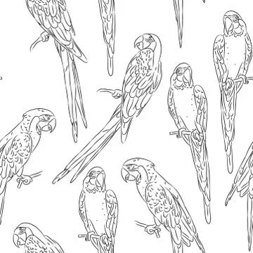 Macaw sketch seamless pattern isolated on white background. Textile print, we Illustrazione stock