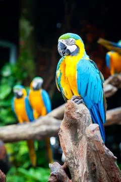 Macaw sleeping Stock Photos