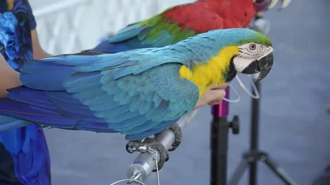 Macaw stand on a log and are trained to fly for a competition. Stock Footage 272747889