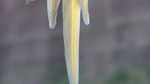 Macaw standing on a stick 스톡 동영상 134006182