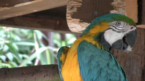 Macaw turning head and opening wing Stock Footage 28501560