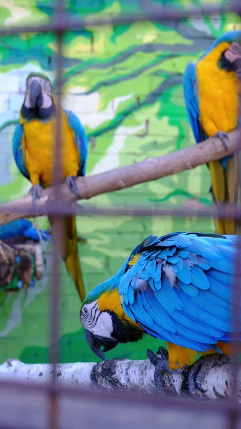 A macaw walks on a branch. It has bright yellow and blue feathers Stock Footage 319833209