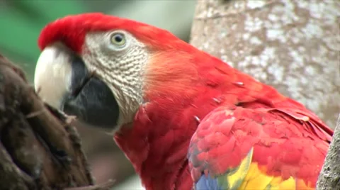 Macaw wings Stock Footage 909593