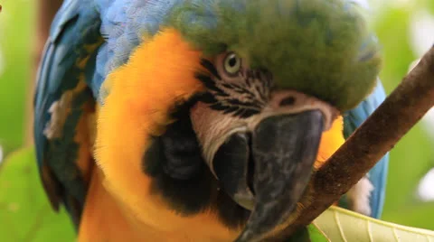 Macaw Yellow and Blue Close Up Stock Footage