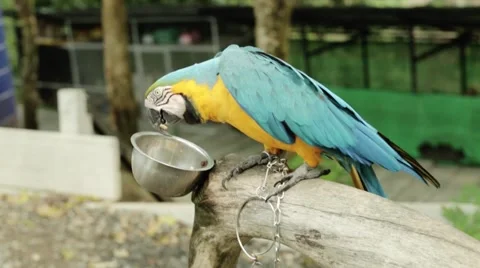 Macaw in zoo Video stock 48489081