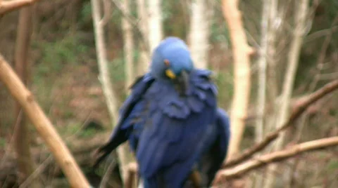 Macaw2 Video stock 328931