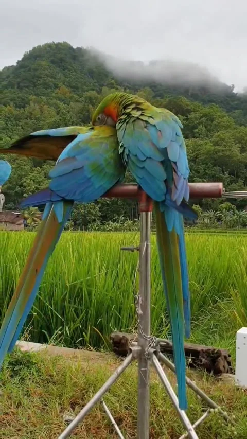 Macaws Allopreening in Tropical Rice Fields Stock Footage 333508240
