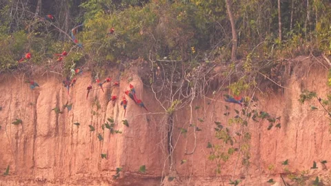 Macaws and Parrots Feeding at Amazon Clay Lick Before Taking Flight, Wide Shot 스톡 동영상 325688544
