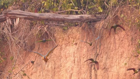 Macaws and Parrots Flying Spooked with Clay Lick in Background in Tambopata Stock Footage 325843336