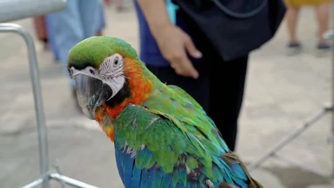 Macaws are beautiful in color 스톡 동영상 265934061