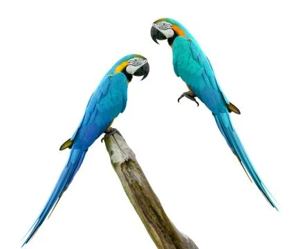 Macaws bird isolated on white background with clipping path. Stock Photos