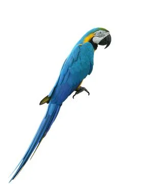 Macaws bird isolated on white background with clipping path. Stock Photos