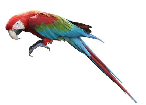 Macaws bird isolated on white background with clipping path. Stock Photos