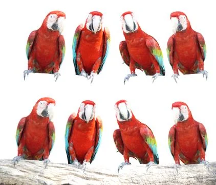 Macaws bird isolated on white background with clipping path. Stock Photos