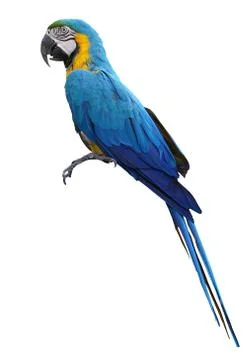 Macaws bird isolated on white background with clipping path. Stock Photos