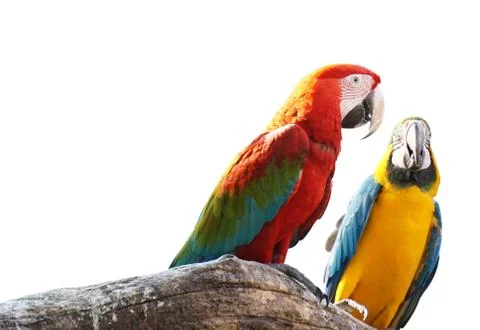 Macaws bird isolated on white background with clipping path. Stock Photos
