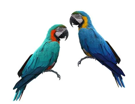 Macaws bird isolated on white background with clipping path. Stock Photos