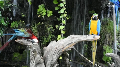 Macaws bird or neotropical parrots or New World parrot play rest relax on branch Stock Footage 195943733