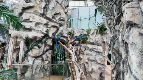 Macaws in captivity at a zoo Stock Footage 329091980
