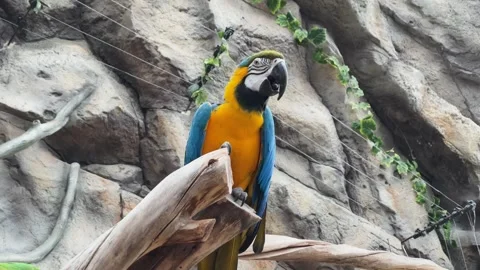 Macaws in captivity at a zoo Stock Footage 329091987