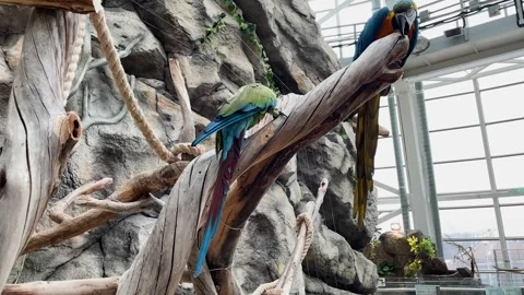 Macaws in captivity at a zoo Stock Footage 329091988