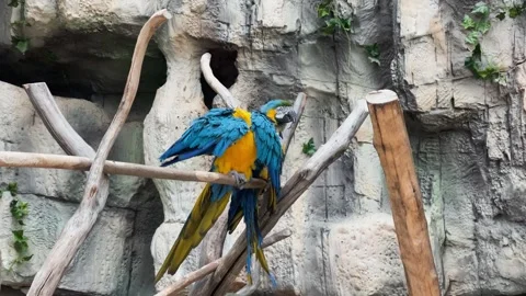 Macaws in captivity at a zoo Stockbeeldmateriaal 329091998
