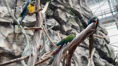Macaws in captivity at a zoo Stock Footage 329092008