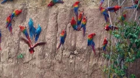 Macaws on claylick Amazon Rainforest Manu Tambopata Stock Footage 263942332