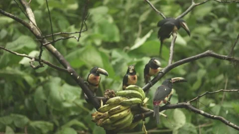 Macaws eating Video stock 312814397