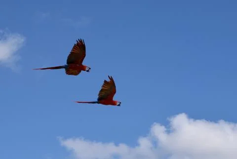Macaws in flight Stock Photos