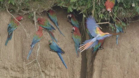 Macaws flying from trees, multiple birds resting in cliff face Stock Footage 116651861