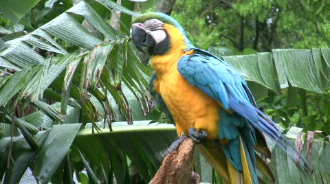 Macaws Stock Footage 107883