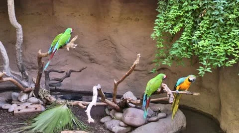 Macaws 스톡 동영상 11977058