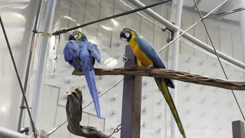 Macaws Stock Footage 264613833