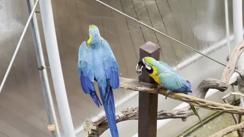 Macaws Stock Footage 264614625